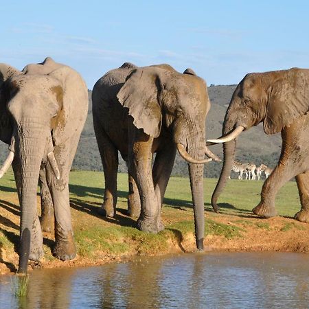 Addo Elephant Lodge & Safaris Kirkwood 外观 照片