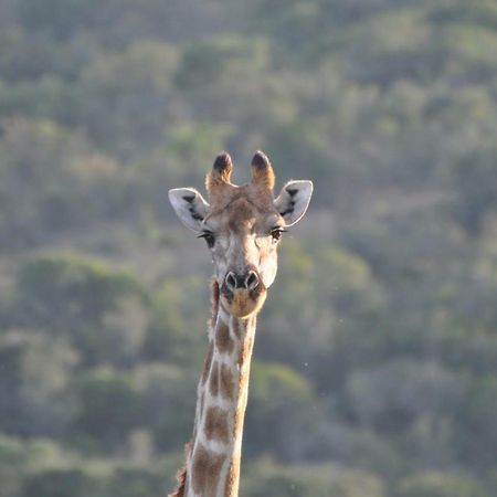 Addo Elephant Lodge & Safaris Kirkwood 外观 照片