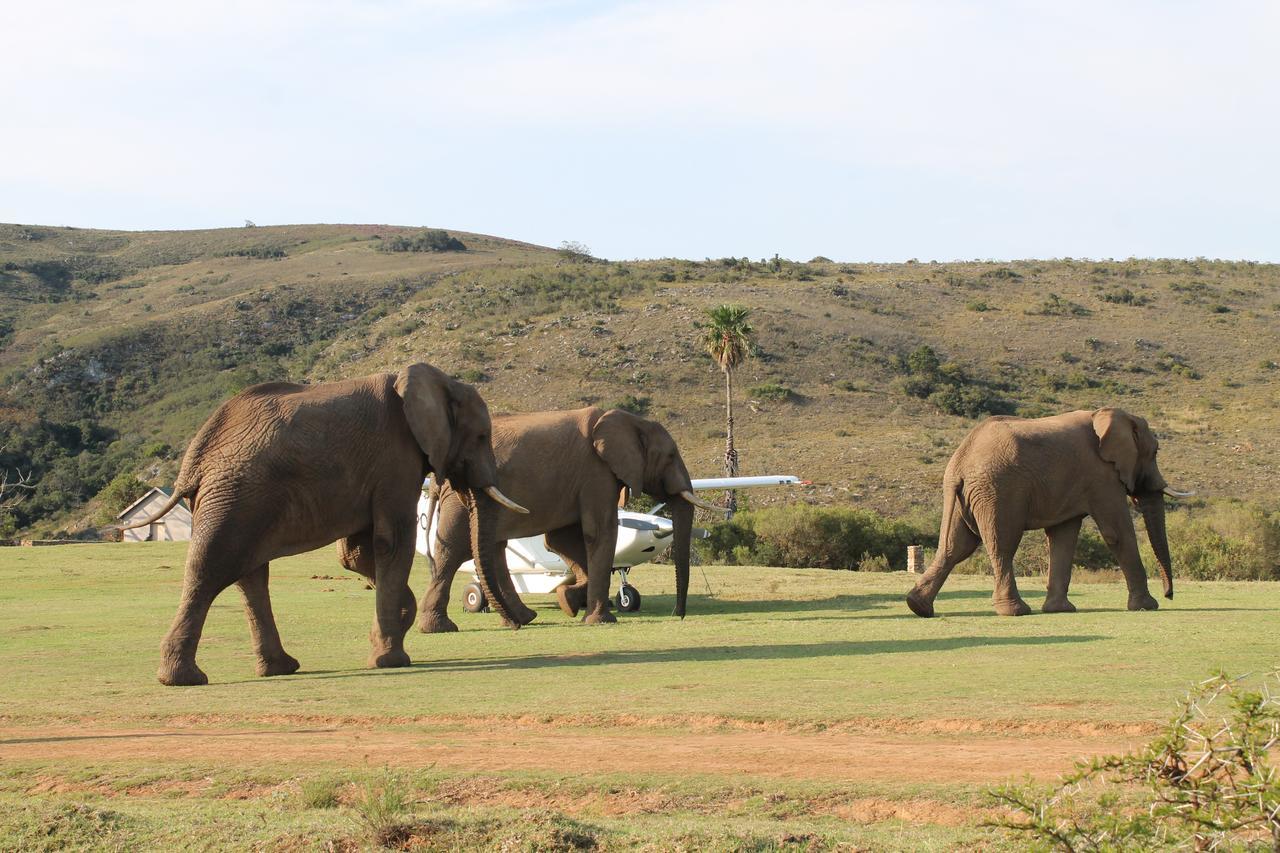 Addo Elephant Lodge & Safaris Kirkwood 外观 照片