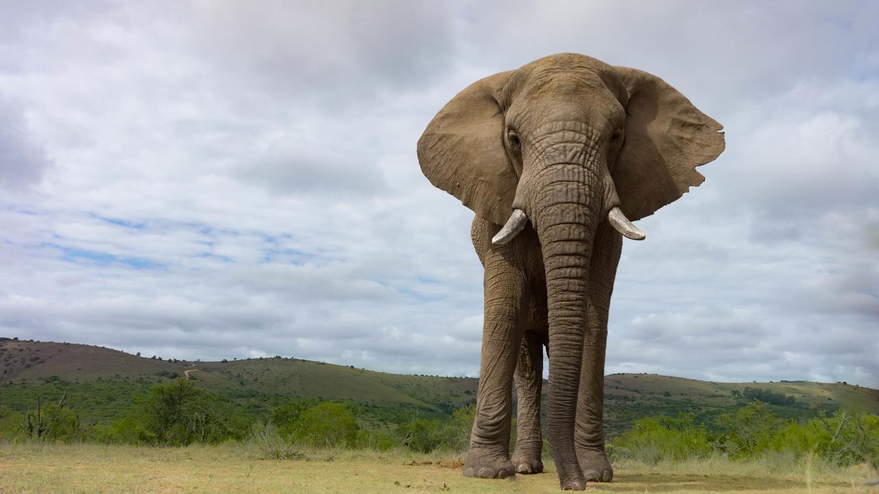 Addo Elephant Lodge & Safaris Kirkwood 外观 照片