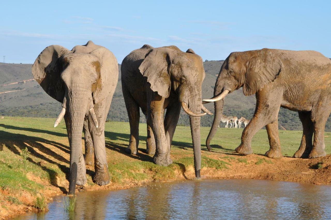 Addo Elephant Lodge & Safaris Kirkwood 外观 照片