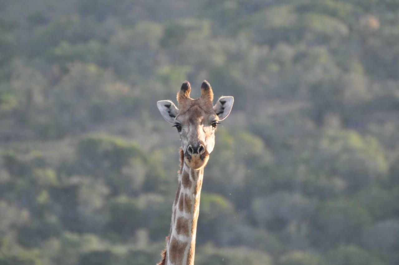 Addo Elephant Lodge & Safaris Kirkwood 外观 照片